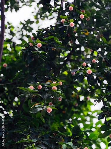Lush dark green foliage with small pink fruits nature background
