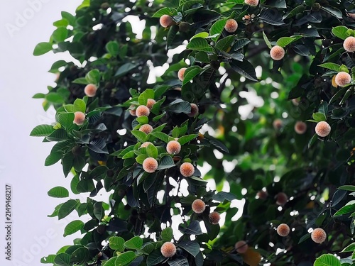 Lush green foliage with small round pink berries nature background