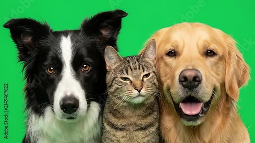 Border collie and golden retriever with tabby cat posing together isolated on green screen
