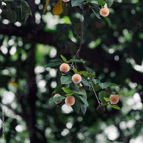Small round fruits on green branch with bokeh nature background