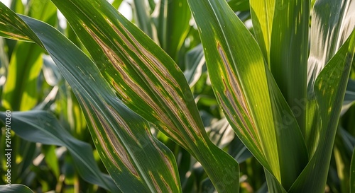 Close up of corn leaves showing signs of disease and fungal infection