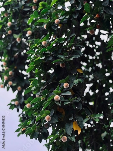 Green foliage with small round fruits nature background