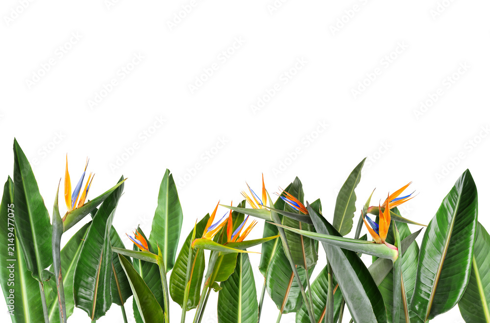 Fototapeta premium Vibrant tropical flowers with green leaves isolated on white. Strelitzia and foliage