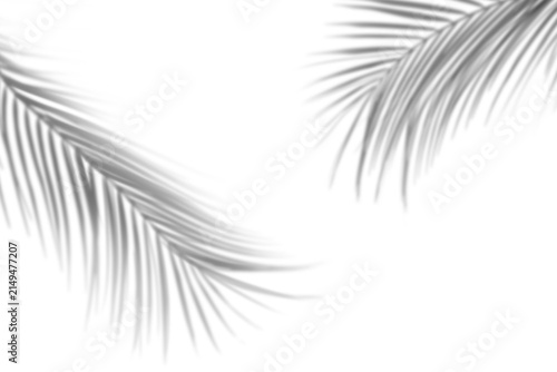 Shadow of tropical leaves on transparent background, png