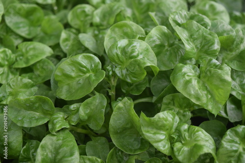 Close-up of fresh Sissoo spinach leaves growing in a garden. Healthy organic greens, ideal for concepts of agriculture, gardening, nutrition, vegan food, fresh produce, and sustainable farming.
