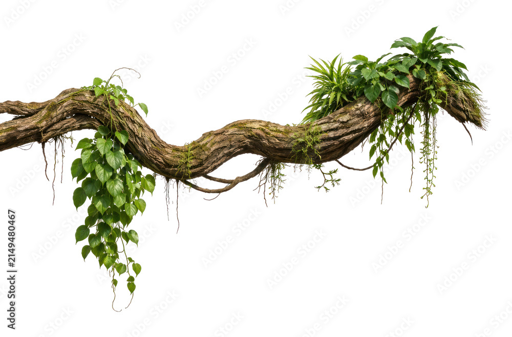 Obraz premium PNG Lush vine on twisted branch