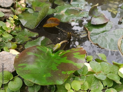 Quadro su tela water lily leaves in the pond