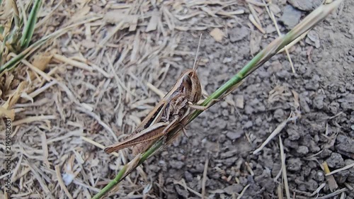 Green grasshoppers stand in the dry grass on a scorching day.