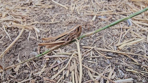 Green grasshoppers stand in the dry grass on a scorching day.
