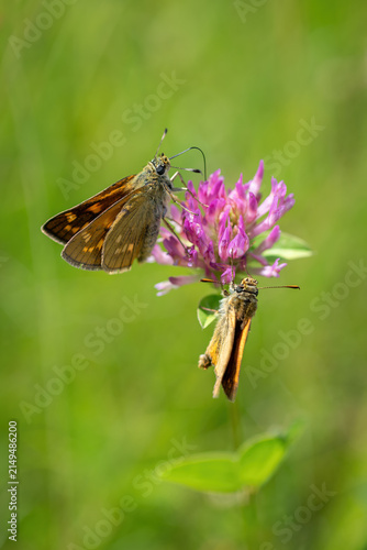 Konstfotografi Two beautiful Essex skipper butterflies on a pink clover flower.