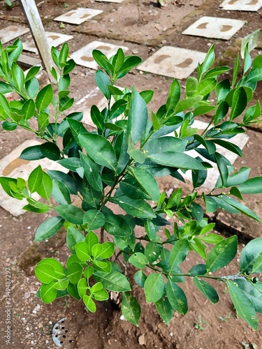 Принти на полотні Fresh green lime plant growing in a lush garden soil bed with vibrant leaves out