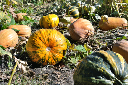  close-up of ripening pumpkins in the pumpkins field in the autumn day