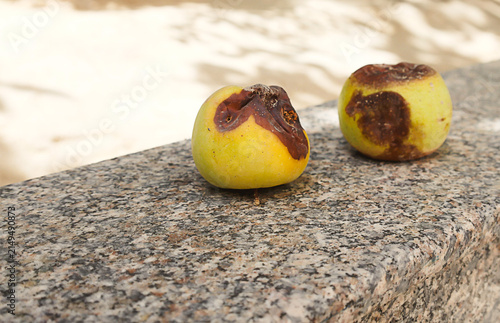 Bild auf Leinwand Two apples with severe fungal rot and visible decay placed on a stone surface outdoors