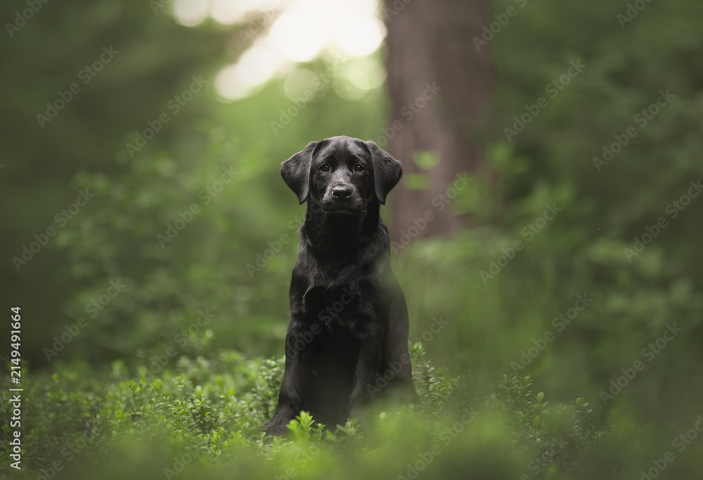 Photography black labrador retriever