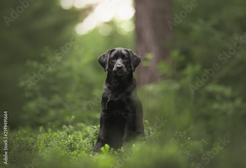 black labrador retriever