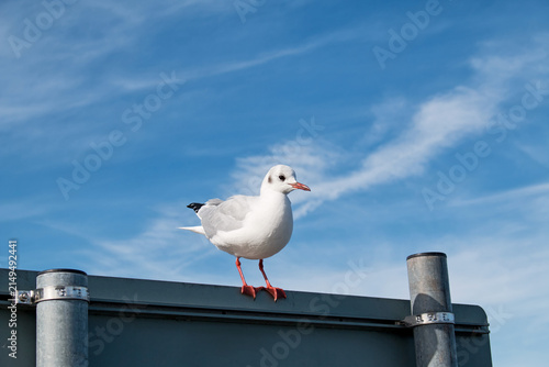 Black-headed gull, Chroicocephalus ridibundus, perching on a sign post