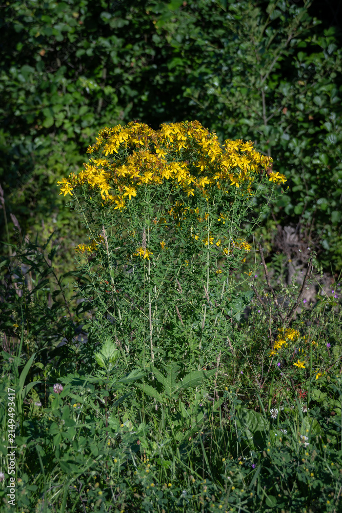 Obraz premium Beautiful yellow St. John's wort flowers in nature.