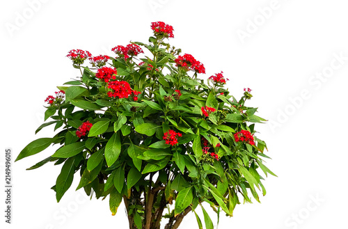 Tree with red flower isolated