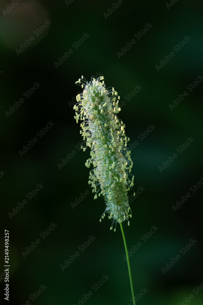 Fototapeta premium Detail of the pollen-bearing parts of a Timothy-grass plant.