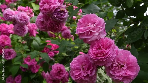 beautiful vibrant  pink roses blossoming at cloudy day in garden. close up background