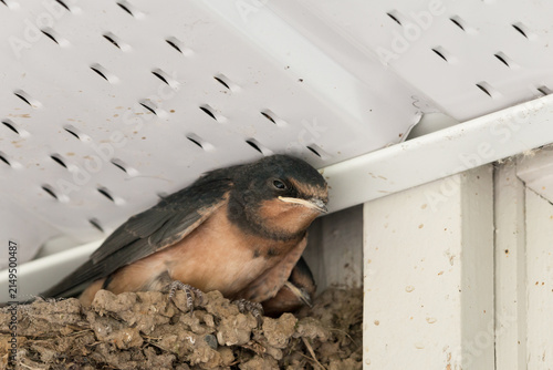 Barn Swallow, Hirundo rustica, nestling close up