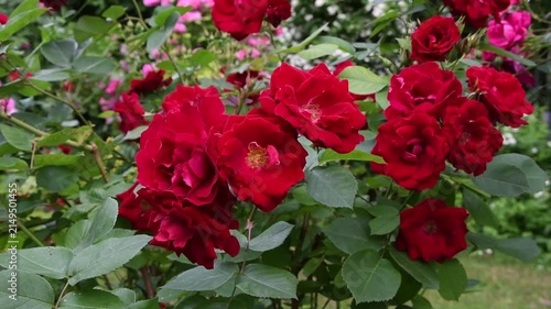 beautiful vibrant deep red roses blossoming at cloudy day in garden. macro background