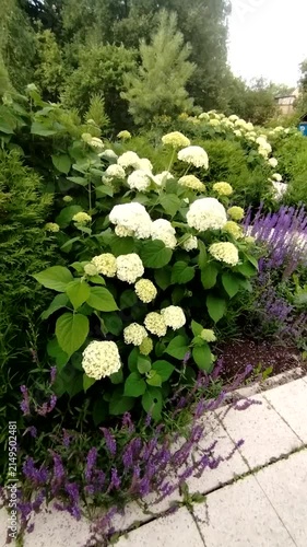 Hydrangea flowers blooming in lush garden with purple salvia  