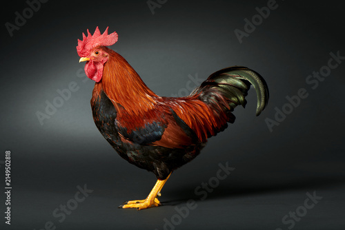 Fotografie Welsummer Bantam Male Chicken Portrait
