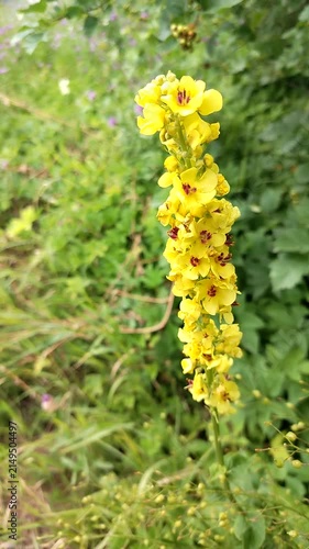 Yellow flowering plant with green foliage in natural setting  