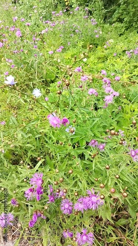 Purple flowers blooming in lush greenery during daytime  