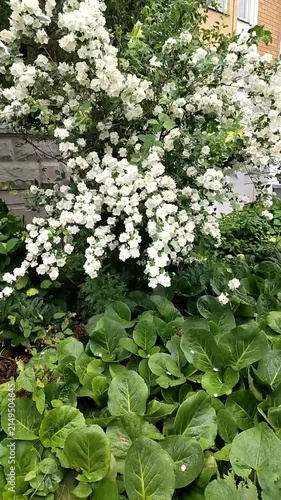 White flowering shrub with green leaves in a garden setting  