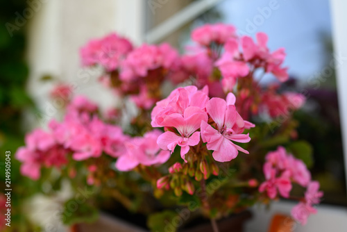 Bild auf Leinwand Beautiful geranium flowers on a windowsill.
