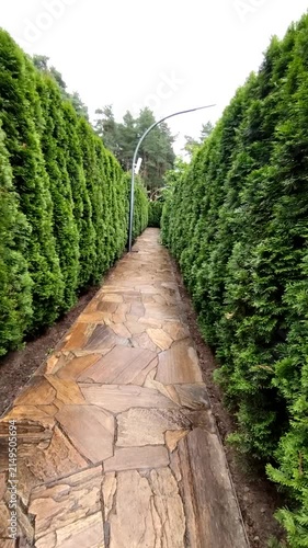 Pathway through tall green hedges in a serene garden setting  