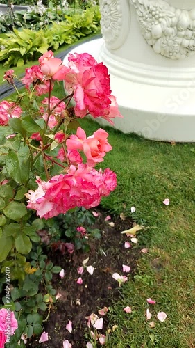 Pink roses blooming beside white decorative structure in garden  