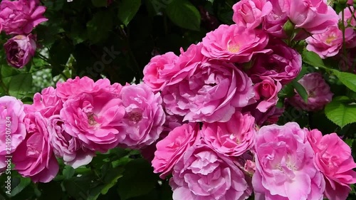 beautiful vibrant  pink roses blossoming at cloudy day in garden. close up background