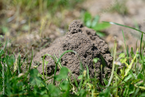 Foto Raised mound of soil created by ants in the grass.