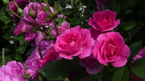 beautiful vibrant deep pink roses blossoming at sunny day in garden. close up background