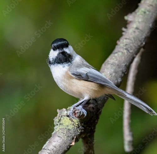 Foto Black-capped Chickadee