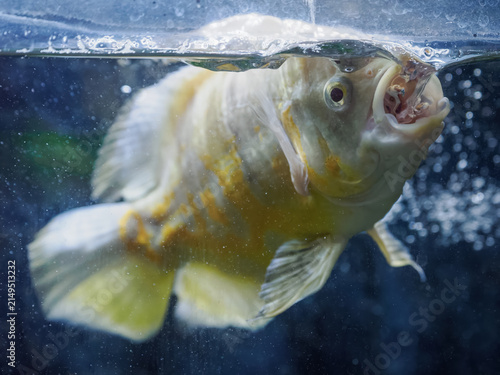 Canvas Print Albino Oscar fish eating a pellet.