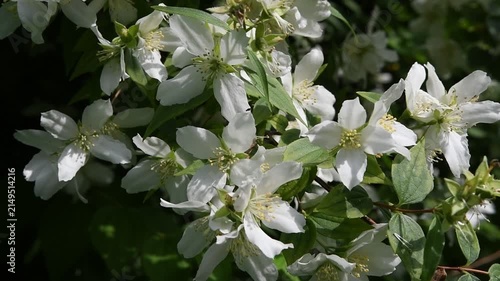  beautiful bright jasmine blossoming at cloudy day. macro floral background