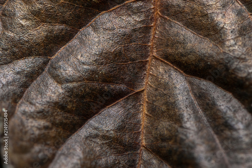 Фотография Discovering the intricate textures of a dried leaf under soft light at dawn in a