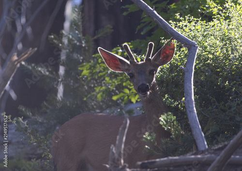 Canvastavla Backlit mule deer with velvet antlers in Tuolumne Grove, Yosemite National Park