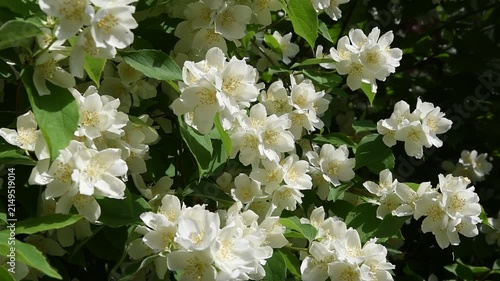  beautiful bright jasmine blossoming at cloudy day. macro floral background