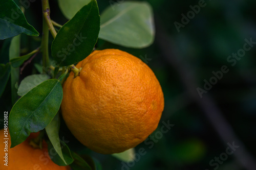 Oranges hanging on a tree branch under soft morning light in a lush garden