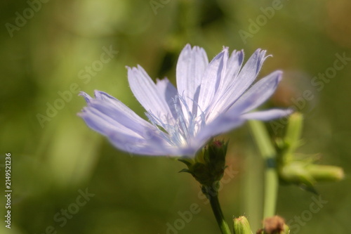 Side view of blossoming common chicory with tender purple petals under gentle sunlight 