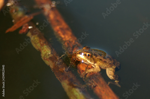 Bild auf Leinwand Close-up of a tiny amphibian with golden eyes perched above murky water