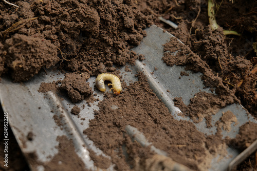 Foto Close-up of a cockchafer beetle larva (white grub) found on a shovel while digging a garden bed