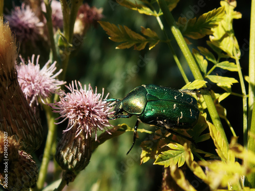 Картината върху платно Shimmering rose chafer beetle exploring delicate thistle blossoms