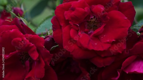 beautiful vibrant deep red roses blossoming at cloudy day in garden. macro background