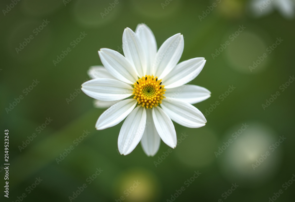 Fototapeta premium Gentle light bloom.
